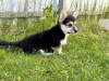 Photo №2 de l'annonce № 103888 de la vente welsh corgi - acheter à Italie annonce privée