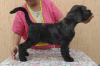 Photo №3. Chiots Black Russian Terrier. Fédération de Russie