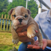 Photo №1. bulldog anglais - à vendre en ville de Bonn | 510€ | Annonce №64698