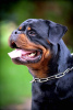 Photos supplémentaires: Rottweiler, meilleurs chiots