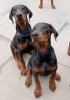 Photo №3. Chiots dobermans. Serbie