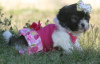 Photo №1. shih tzu - à vendre en ville de Bonn | Gratuit | Annonce №36388