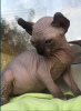 Photo №4. Je vais vendre sphynx en ville de Альбервиль. éleveur - prix - négocié