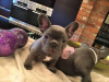 Photo №1. bouledogue - à vendre en ville de Austin | 615€ | Annonce №86863