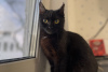 Photo №3. Chaton chat noir Shelly comme cadeau pour les bons cœurs !. Biélorussie