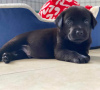 Photo №1. labrador retriever - à vendre en ville de Hurstville | 284€ | Annonce №120850