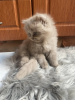 Photo №1. british longhair - à vendre en ville de Munich | 300€ | Annonce № 109700