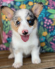 Photo №1. welsh corgi - à vendre en ville de Arthur | négocié | Annonce №115801