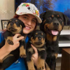 Photo №1. rottweiler - à vendre en ville de Berlin | négocié | Annonce №101604