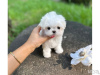 Photo №1. bichon maltais - à vendre en ville de Helsinki | 450€ | Annonce №123316