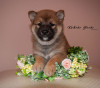 Photo №1. shiba - à vendre en ville de Nizhny Novgorod | négocié | Annonce №10349