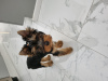 Photo №1. yorkshire terrier - à vendre en ville de Orlando | 2366€ | Annonce №106847