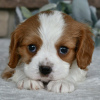 Photo №2 de l'annonce № 45808 de la vente cavalier king charles spaniel - acheter à USA annonce privée