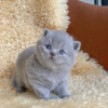 Photo №2 de l'annonce № 98534 de la vente british shorthair - acheter à La Slovénie annonce privée, de la fourrière, de l'abri, éleveur