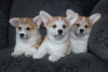 Photo №2 de l'annonce № 95666 de la vente welsh corgi - acheter à Biélorussie de la fourrière