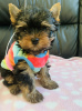 Photo №2 de l'annonce № 103527 de la vente yorkshire terrier - acheter à Allemagne annonce privée