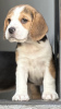 Photo №4. Je vais vendre beagle en ville de Margham. éleveur - prix - 568€