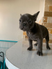 Photo №4. Je vais vendre bouledogue en ville de Hoofddorp. annonce privée, éleveur - prix - 400€