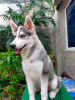 Photo №3. Chiot husky sibérien. La finlande