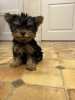 Photo №4. Je vais vendre yorkshire terrier en ville de Aachen. annonce privée - prix - 265€