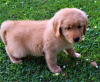 Photo №1. golden retriever - à vendre en ville de Los Angeles | négocié | Annonce №22346