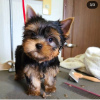 Photo №2 de l'annonce № 112297 de la vente yorkshire terrier - acheter à Bolivie annonce privée