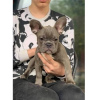 Photo №1. bouledogue - à vendre en ville de Pilsen | Gratuit | Annonce №120799