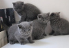 Photos supplémentaires: Chatons bleus British shorthair