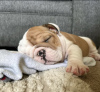 Photo №1. bulldog anglais - à vendre en ville de Reykjavík | négocié | Annonce №123121