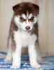 Photos supplémentaires: Chiots husky aux yeux bleus rouges