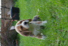 Photo №2 de l'annonce № 7724 de la vente beagle - acheter à Fédération de Russie de la fourrière