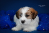 Photo №3. Chiot Jack Russell Terrier. Fédération de Russie