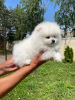 Photo №4. Je vais vendre spitz nain en ville de Bamberg. annonce privée - prix - 360€