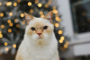Photos supplémentaires: Le charmant chat blanc Donut est à la recherche d'un foyer et d'une famille