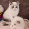 Photos supplémentaires: Chatons Ragdoll enregistrés au Gccf avec pedigree complet