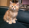 Photo №1. maine coon - à vendre en ville de Birmingham | négocié | Annonce № 122966