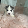 Photo №1. husky de sibérie - à vendre en ville de Secaucus | 237€ | Annonce №108612