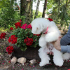 Photos supplémentaires: Chiots bichon frisé