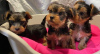 Photo №2 de l'annonce № 73995 de la vente yorkshire terrier - acheter à Allemagne annonce privée