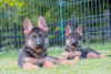 Photos supplémentaires: Chiots berger allemand