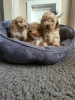 Photo №3. chiots maltipoo de 7 semaines. USA