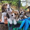 Photo №1. beagle - à vendre en ville de Раума | 376€ | Annonce №127710