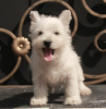 Photo №4. Je vais vendre west highland white terrier en ville de Москва. annonce privée, de la fourrière, éleveur - prix - 1136€