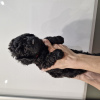 Photo №1. caniche (nain) - à vendre en ville de Tallinn | négocié | Annonce №117295