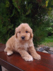 Photo №1. golden retriever - à vendre en ville de Vilovo | 300€ | Annonce №74978