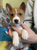 Photo №4. Je vais vendre basenji en ville de Riga. éleveur - prix - 1100€