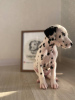 Photo №2 de l'annonce № 28290 de la vente dalmatien - acheter à Suède 