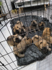 Photo №1. chow-chow - à vendre en ville de Berlin | 300€ | Annonce №90340