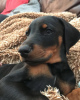 Photo №1. dobermann - à vendre en ville de Vienna | 400€ | Annonce №83338