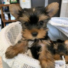 Photo №3. Achetez vos adorables chiots Yorkshire Terrier vaccinés disponibles dès. Pays Bas